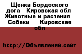 Щенки Бордоского дога - Кировская обл. Животные и растения » Собаки   . Кировская обл.